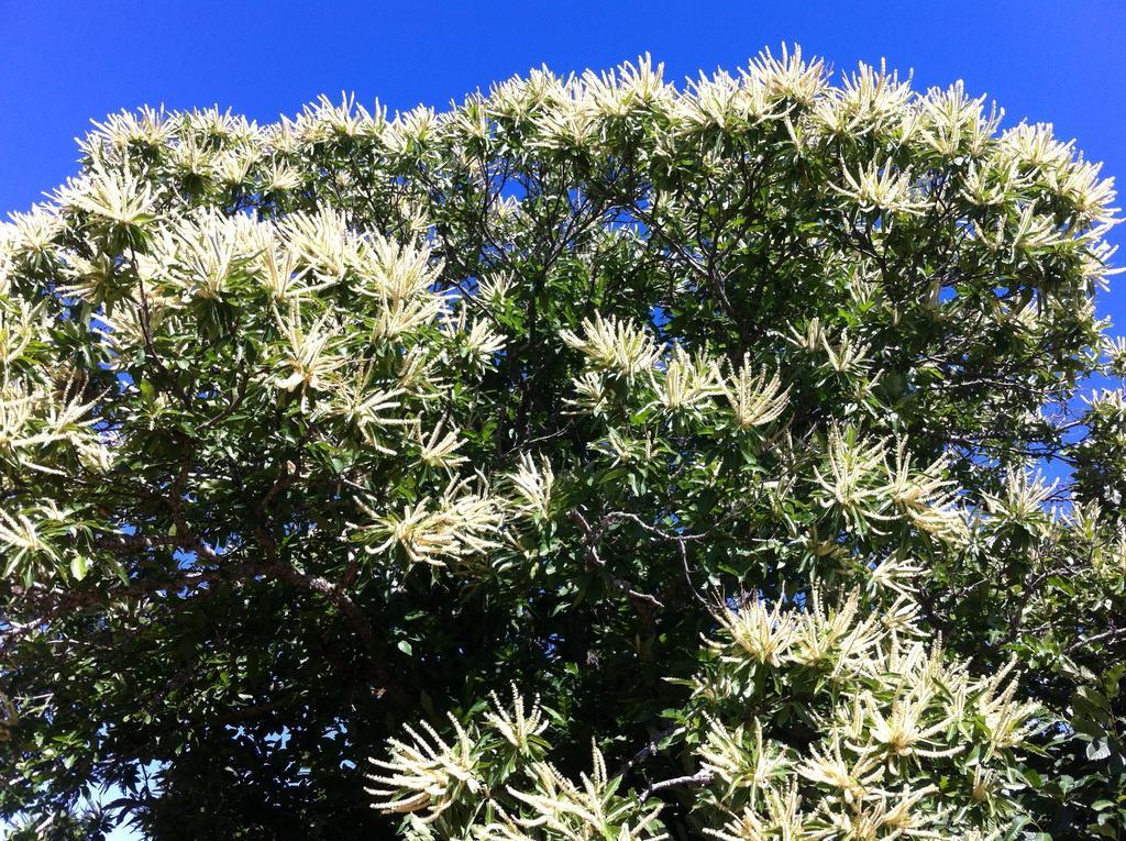Candeias Do Souto Bragança Esterno foto