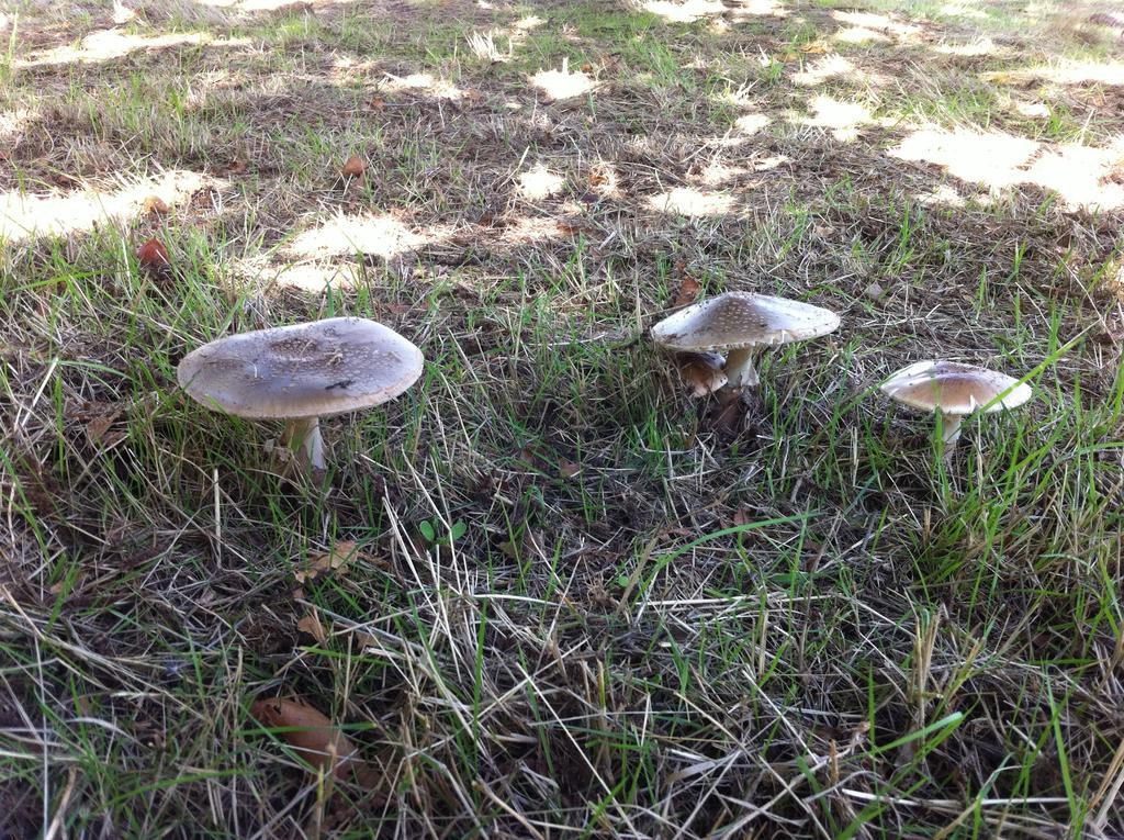 Candeias Do Souto Bragança Esterno foto